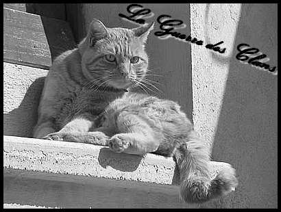 L'école du chat libre Caillerot