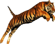 Pet anteaters and other exotics