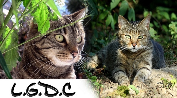 LES ARISTOCHATS Forum d'entraide pour les chats I_logo