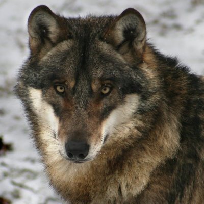 MagicWolves