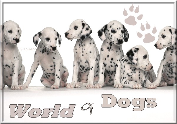 adoption for ever